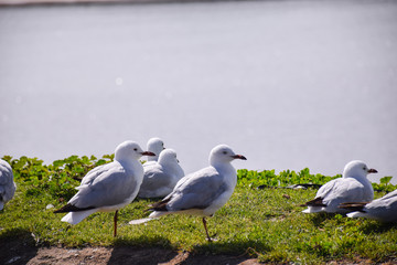 The seagulls stand on the green grass field with lake background on sunny day in Melbourne, Australia