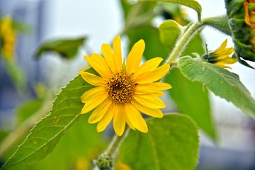 Sunflower , Nature at its best
