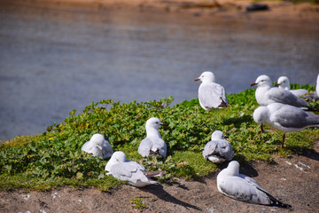 The seagulls stand on the green grass field with lake background on sunny day in Melbourne, Australia