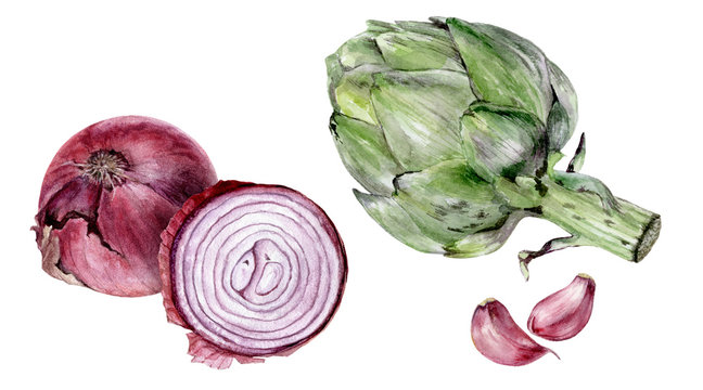 Purple onion bulb artichoke garlic set watercolor isolated on white background
