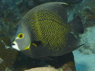 Franzosen Kaiserfisch