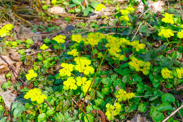 Yellow forest flowers of the spleen