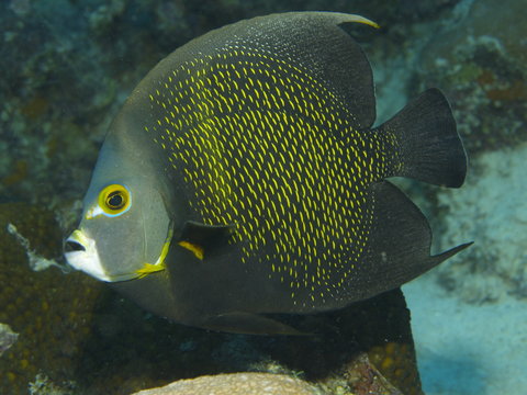 Franzosen Kaiserfisch