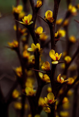 Blooming yellow barberry buds on a dark blurry brown background. Soft focus