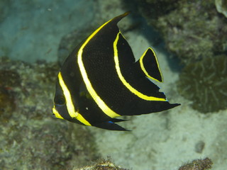 Franzosen Kaiserfisch