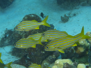 Gelbstreifen Grunzer