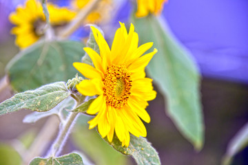 Sunflower , Nature at its best