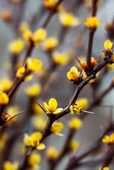 Soft focus blooming yellow barberry buds on a background of brown-beige bokeh