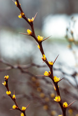 Soft focus blooming yellow barberry buds on a background of brown-beige bokeh