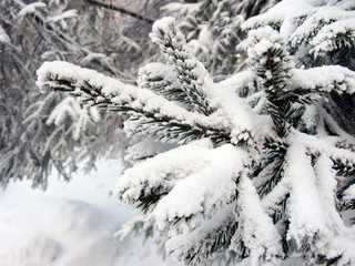 Branch in the Snow