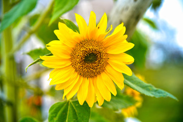 Sunflower , Nature at its best