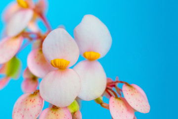 Pink begonia flowers on blue background closeup_