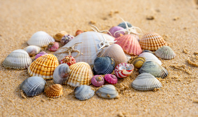 Sea shell on sand	