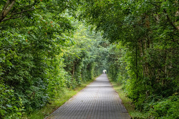 Natural tunnel with a bike road in green forest