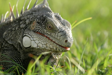 Grüner Leguan
