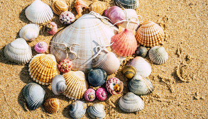 Sea shell on sand	