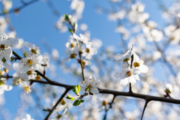 A lot of the delicate white petals on a cherry tree. Spring flowering, preparation for the summer harvest of cherry berries. Against a clear and light blue sky