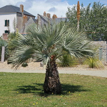 Palmier bleu Brahea armata