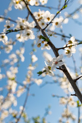 A lot of the delicate white petals on a cherry tree. Spring flowering, preparation for the summer harvest of cherry berries. Against a clear and light blue sky