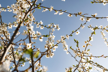 A lot of the delicate white petals on a cherry tree. Spring flowering, preparation for the summer harvest of cherry berries. Against a clear and light blue sky