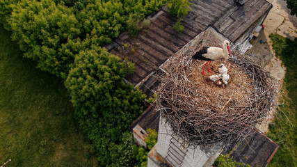 Stork with chicks on the nest made on the chimney of an old village house.