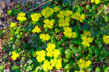 Yellow forest flowers of the spleen