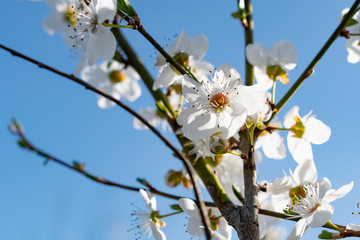 A lot of the delicate white petals on a cherry tree. Spring flowering, preparation for the summer harvest of cherry berries. Against a clear and light blue sky
