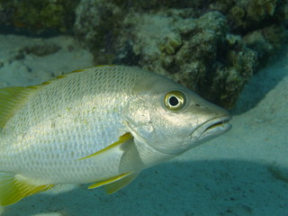 Naklejka premium Hammel Schnapper