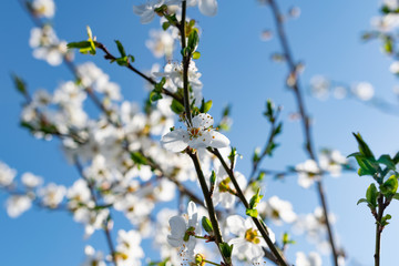 A lot of the delicate white petals on a cherry tree. Spring flowering, preparation for the summer harvest of cherry berries. Against a clear and light blue sky