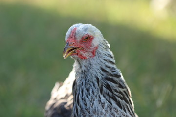 Poule Brahma