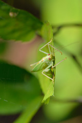 Gemeine Sichelschrecke auf einem Blatt