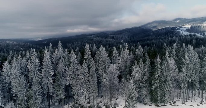 Drone footage snow covered trees, winter nature beautiful Europe aerial view pine forest mountain, season travel white frozen nature idyllic 4k