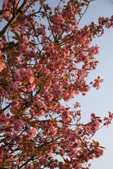 Fototapeta premium Early spring cherry tree pink bloom
