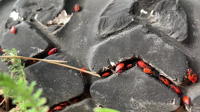 Firebugs hide between the treads of an old tire (Pyrrhocoris apterus)