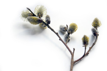 Fototapeta premium Pussy willow branches, close-up. Willow twigs with catkins. Spring easter pussy willow branches on white background.