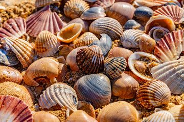 Sea shell on sand	
