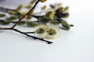 Pussy willow branches, close-up. Willow twigs with catkins. Spring easter pussy willow branches on white background.
