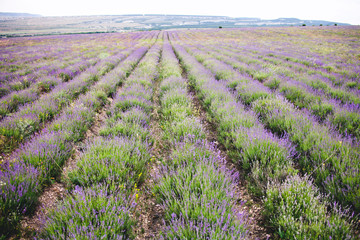 Lavender flowers field. Crimea landscape