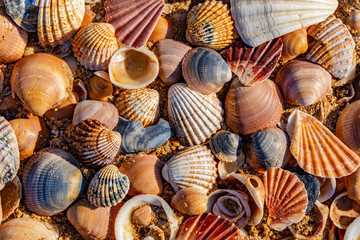 Sea shell on sand