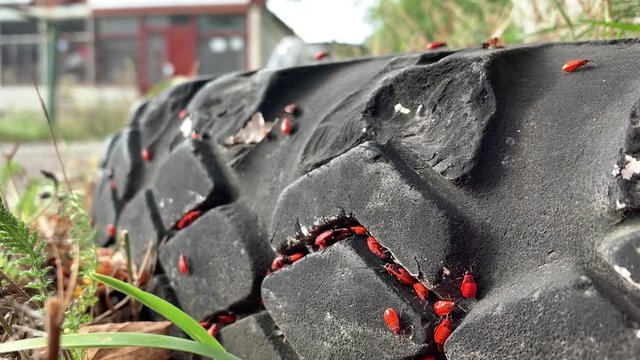Firebugs settled in the gaps between the treads of the old tire (Pyrrhocoris apterus)