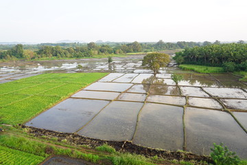 Obraz premium Paddy Cultivation and fields in Dambulla Sri Lanka 