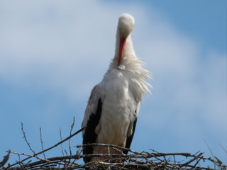 KODAK Digital Still Camera