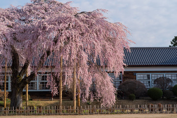 満開の桜と木造校舎