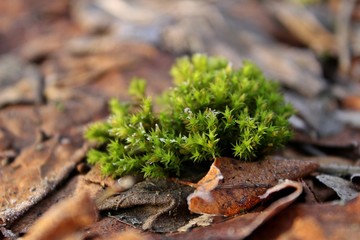 Green moss on the leaves