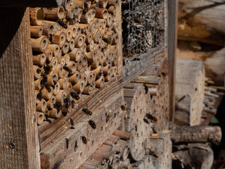 Mason bees at an insect hotel in spring