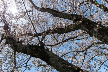 桜の木　ローアングル