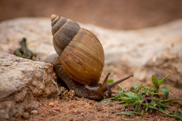 snail on the stone