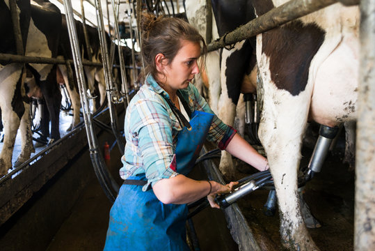 Young farmer woman Cow milking with facility and modern mechanized milking equipment