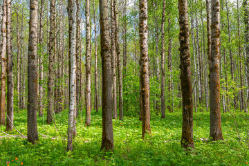  Spring forest of birches and aspens is illuminated by sunlight
