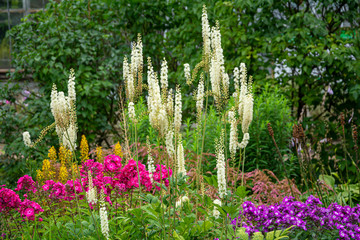 Flowering bush Cimicifuga racemosa on a background of grasses and shrubs